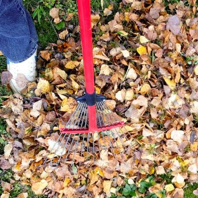Leaf Removal